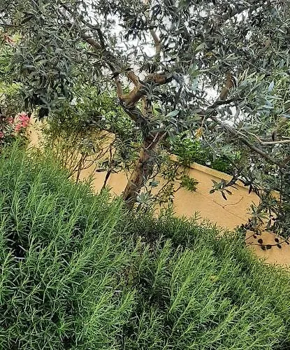 Apartments Casa Karmen *